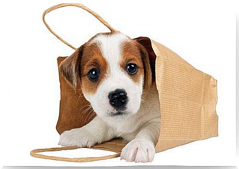 How to carry your dog in a bag safely