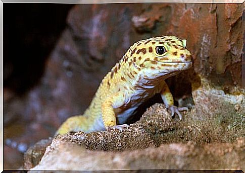 Gecko on a rock