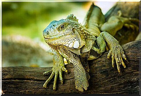 Green reptile iguana