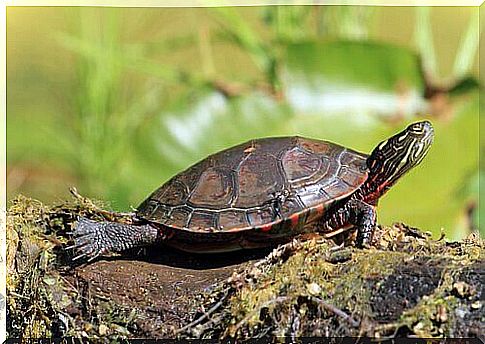 Red-eared turtle sunbathes