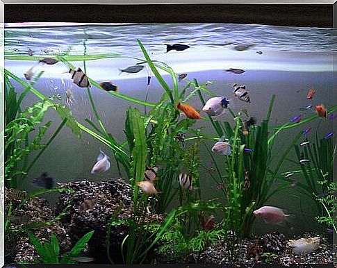 Fish of various types in an aquarium