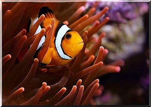 Clownfish and anemone