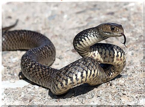 Gray snake crawls on the ground