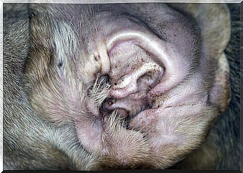 Mites in a dog's ear