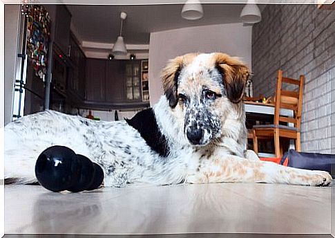 Sad dog alone in the house with a kong beside it