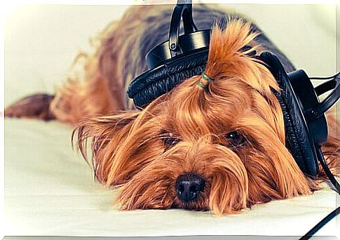 Yorkshire lying down with music headphones on