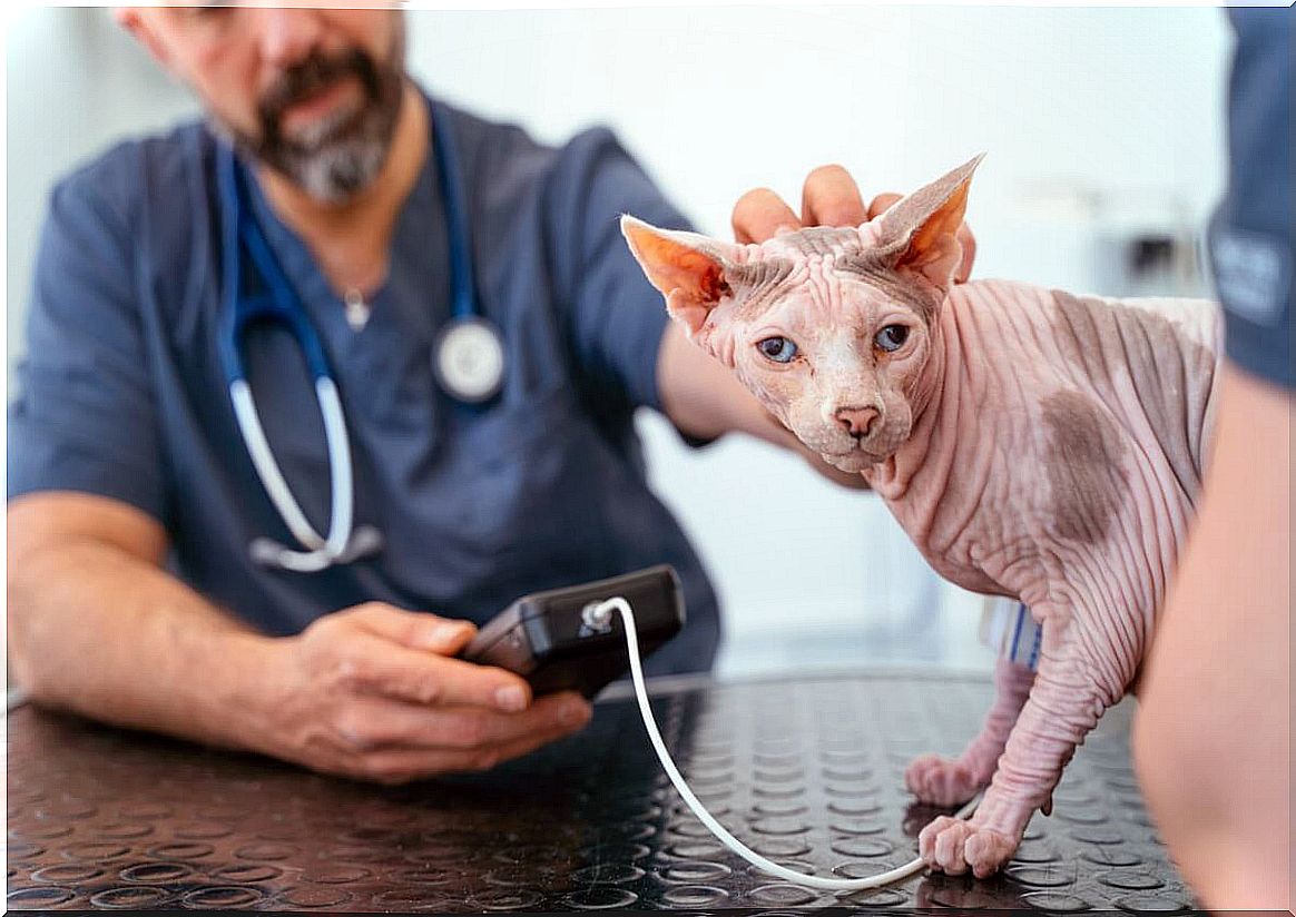 A cat at the vet follows some blood tests.