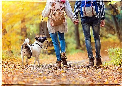 Couple walking with dog in the forest 