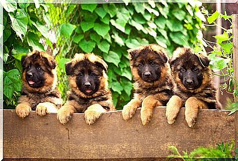 four German Shepherd puppies protrude from a wall