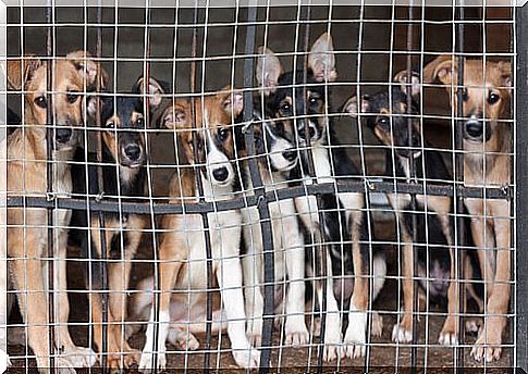 puppies in the cage