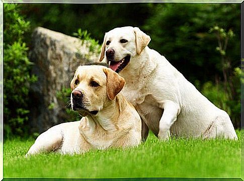 two cream Labradors on the lawn