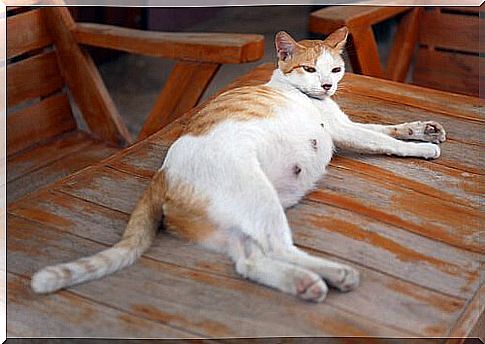 Pregnant cat