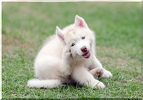 white puppy scratches his ear