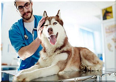 vet visits an alaskan malamute 