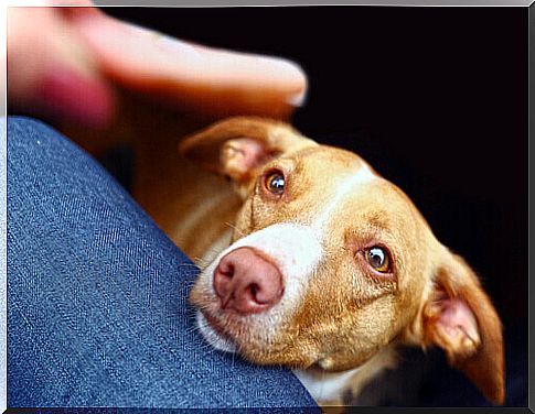 How to prevent your dog from constantly asking for food