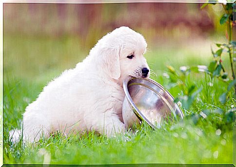 Dog with bowl