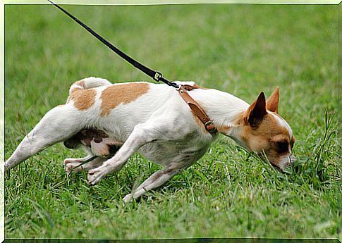 How to prevent your dog from pulling on the leash