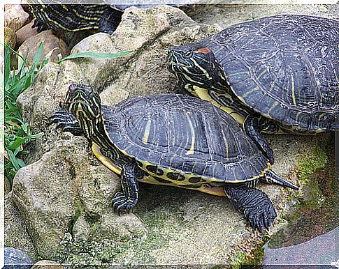 How to raise and care for turtles