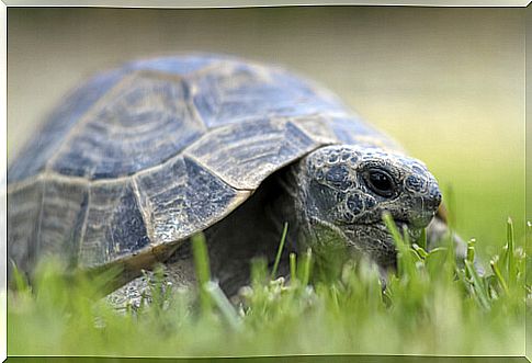 turtle walks on the lawn