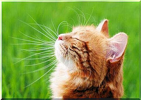 How to strengthen the immune system of cats?