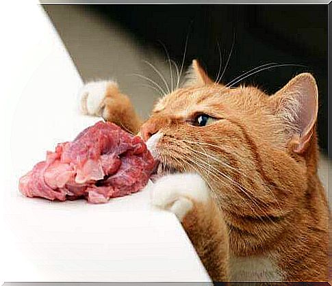 Cat eating meat