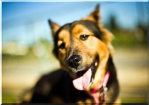 dog with his tongue out