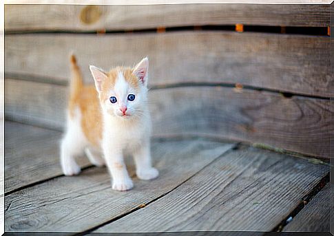 How to take care of an orphaned kitten