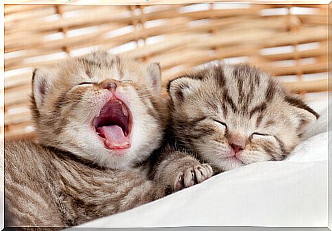 two kittens in the basket