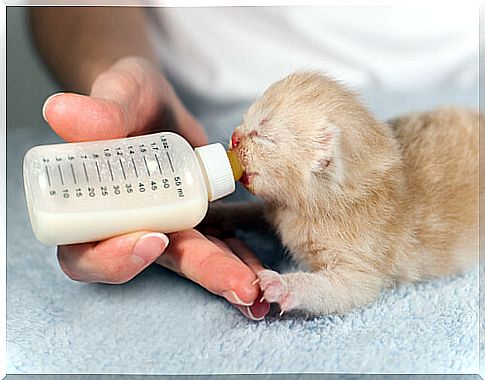 a kitten eats from the bottle