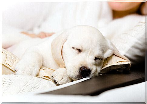 orphaned puppy of labrador