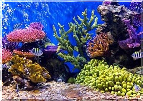 How to take care of the aquarium when you go on vacation