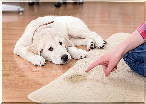 How to teach a dog to pee