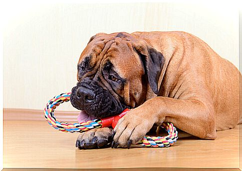 How to teach your dog to only bite his toys