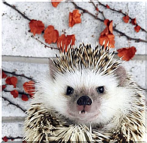 Huff, the "vampire" hedgehog who is becoming popular online