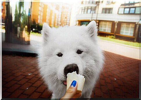 Ice creams for dogs are coming to market