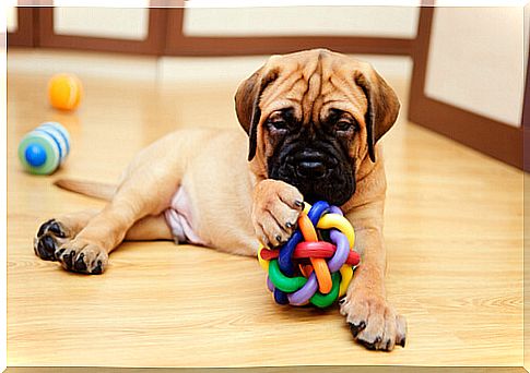 puppy playing on the floor