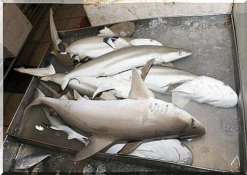 Importance of CITES international agreement for white shark specimens