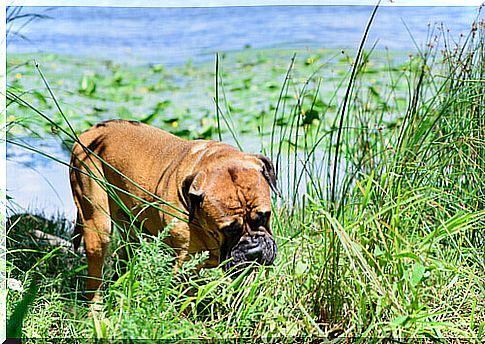 Is it normal for your dog to eat grass?