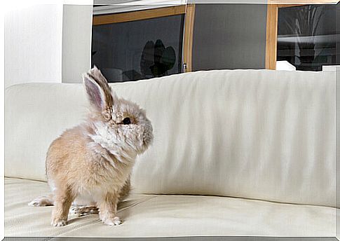 Can you have a rabbit as a pet?