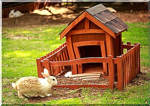 house-for-rabbit