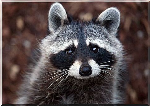 Can you have a raccoon as a pet?