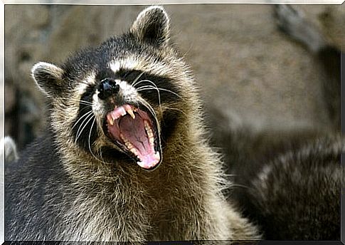 raccoon with open mouth 