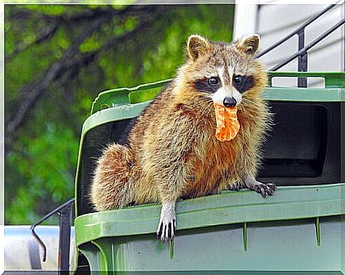 raccoon eating garbage waste 