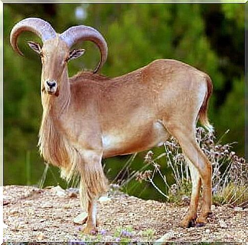 Is the African mouflon an invasive species in Europe?