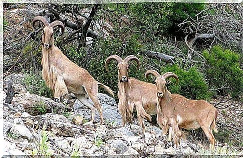 Animali selvatici e macchia mediterranea