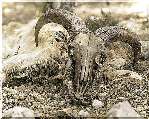 African mouflon skull