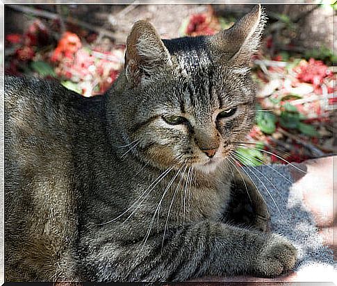 Japanese company adopts cats for employees