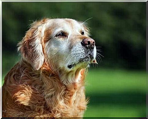 Keep older dogs active with games and activities