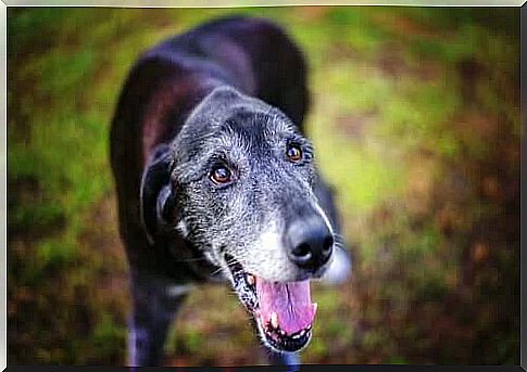 Elderly dog ​​in the nature.