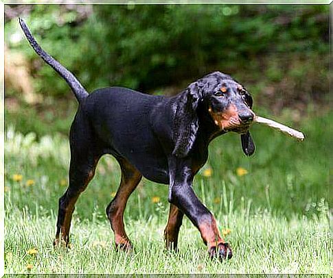 Black and tan coonhound in the meadow 